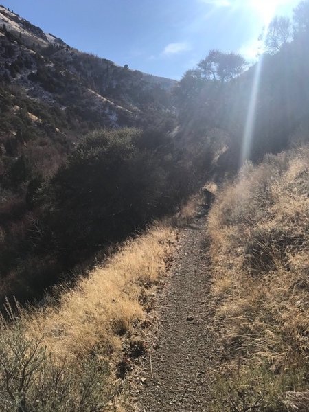 Working up the the narrow singletrack on the Third Fork Rock Creek Trail.