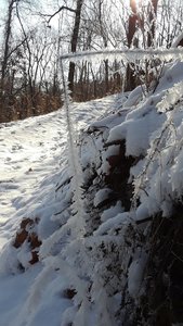 Frosty weeds at 1 degree