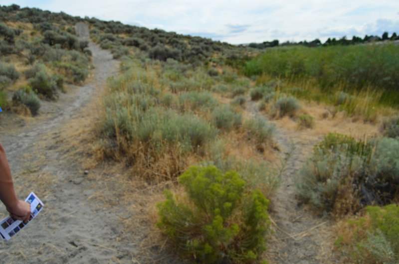 Upland shrub-steppe meets the wetlands. What a contrast.