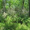 Wild laurel in bloom.