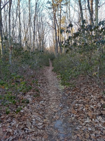 Narrow singletrack through the dense mountain laurel.