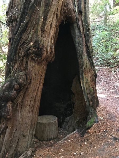 Hollowed out tree towards the start of the Skyline to Sea Trail