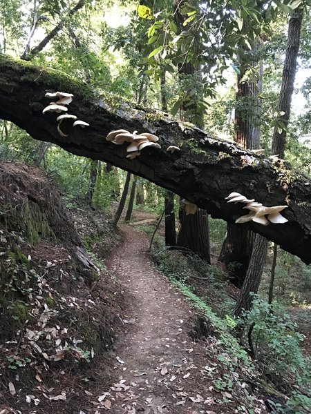 Duck under a blowdown covered in beautiful shelf fungi