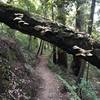 Duck under a blowdown covered in beautiful shelf fungi