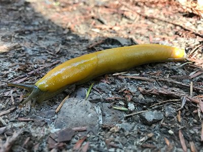 Banana Slug
