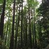 Towering trees lining the trail.