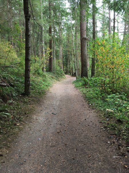 The trail as it is engulfed in the forest.