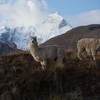 Huandoy 6395m and Alpacas Nacho Libre and Bianca