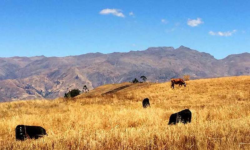 Cordillera Negra framing cattle in the rural area of Atma