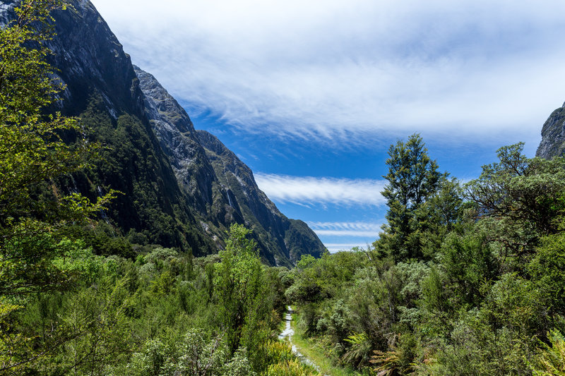 The lush green along the Milford Track when you pass The Prairie