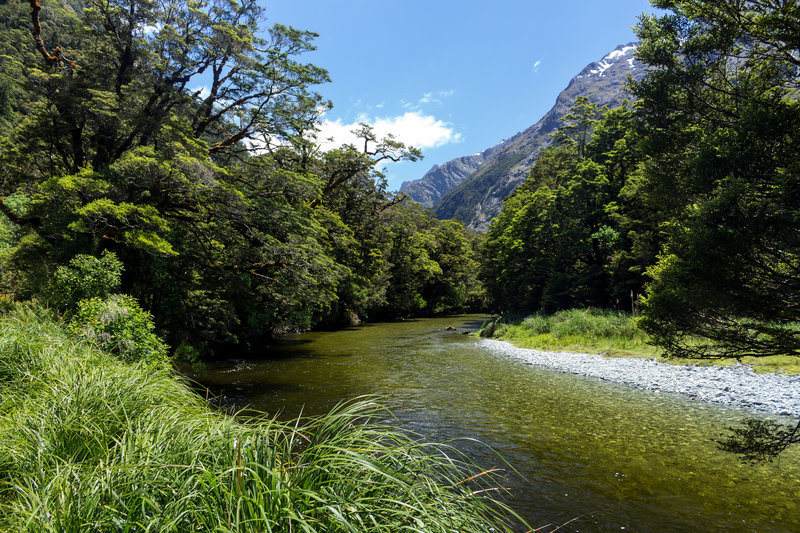 A brief glimpse at the Clinton River from within the temperate rain forest.