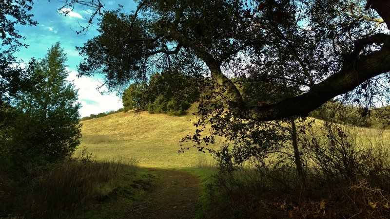 Emerging from the woods into the grass hills of Figueroa Trail