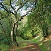 Figueroa Trail runs along a wooded and grass hillside with a seasonal stream below the trail, on the left.