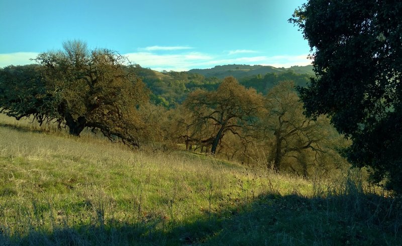 The grass and wooded hills of Calero County Park, along Los Cerritos Trail.