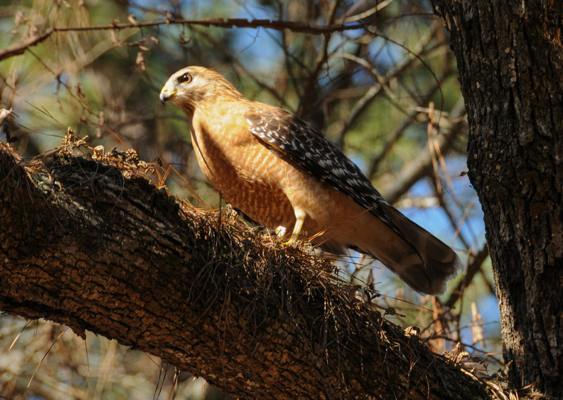 A Red Shouldered Hawk we watched enjoy a mouse