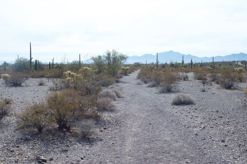 The Palo Verde Trail is little more than a gravel trail as it heads toward the campground.  However, as you can see in the distance, the mountains rise above the desert, providing great views.