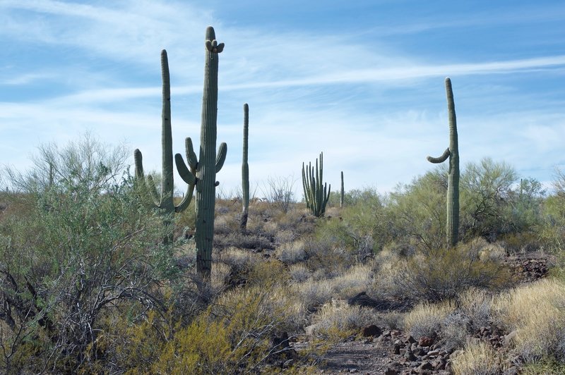 Saguaro cacti and Organ Pipe cacti flank the trail.