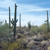 Saguaro cacti and Organ Pipe cacti flank the trail.