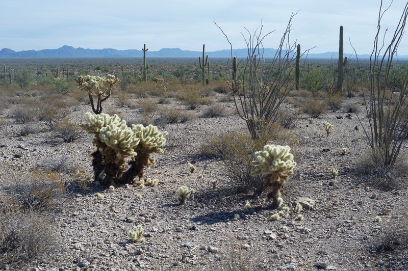 Teddy Bear cholla and Ocotillo cacti can also be seen along the trail. The trail really gives you an idea of the type plants live in the Sonoran desert.