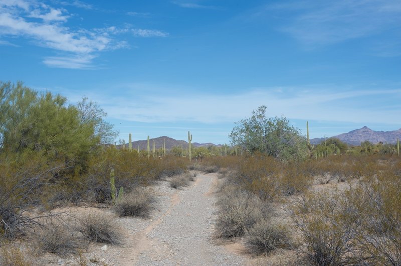 The trail as it makes its way through the desert.