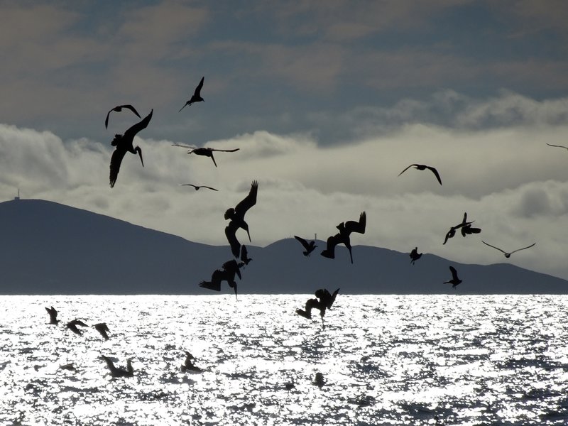 Pelican feeding frenzy near Tijuana River mouth.