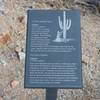 Information placards line the trail, providing details on the plants found in the Sonoran Desert.