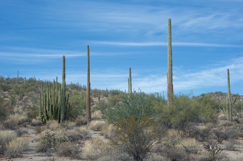 Organ pipe and Saguaro cacti line the hillsides.