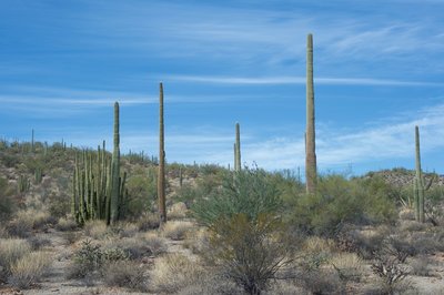 Organ pipe and Saguaro cacti line the hillsides.