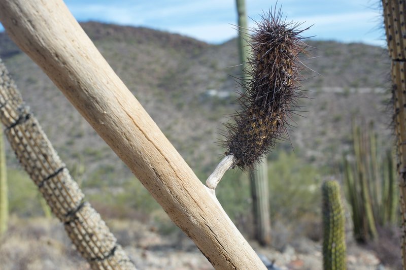 The trail lets you see what a cactus looks like at the end of its life.  Here, you can see what a cactus looks like on the inside as this one has died.  The wood was used for shelter or tools by Indians.