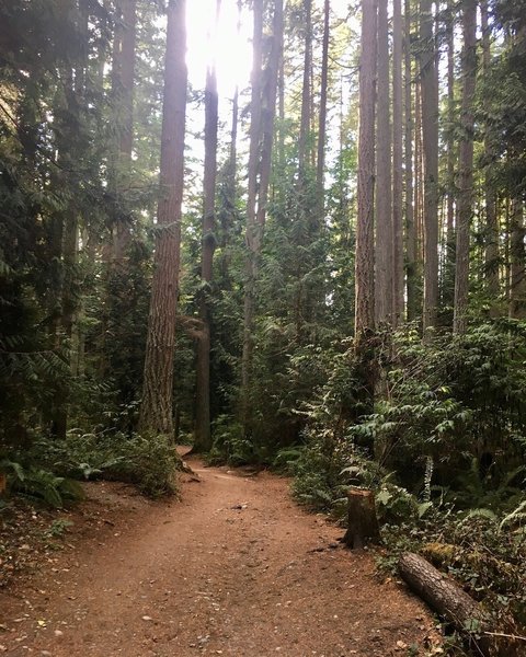 Lush evergreen forest near the Puget Sound