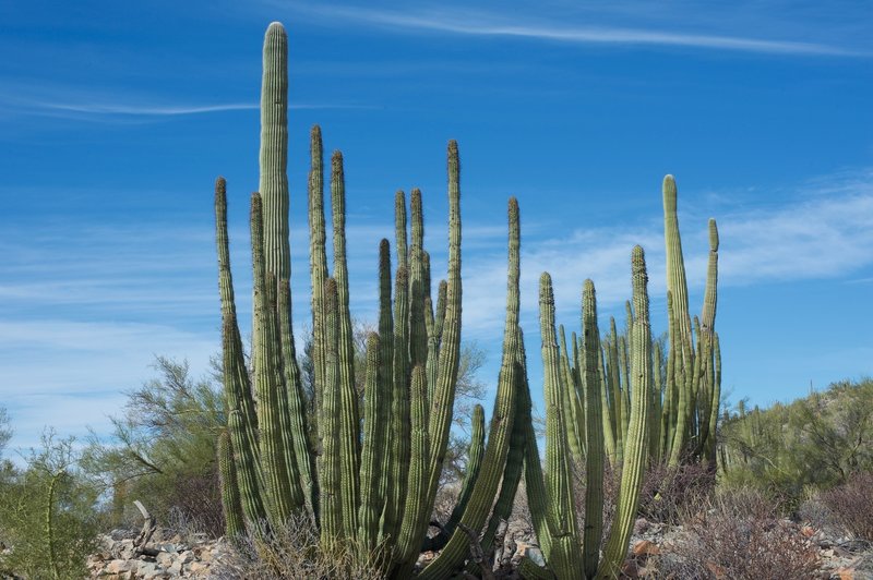 You can get up and close with Organ pipe cacti along the trail.