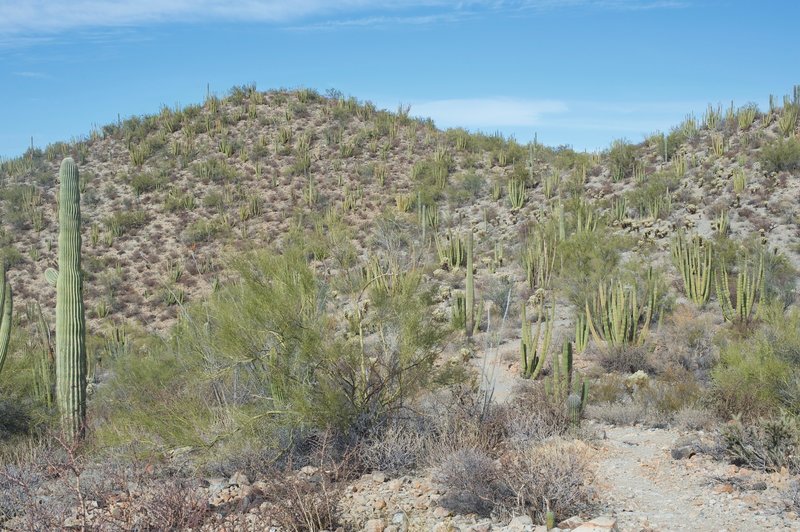 The hills are covered in cacti and other plants commonly found in the desert.  All have attributes that allow them to survive in these harsh conditions.