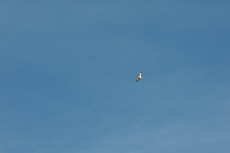 While it's important to watch where you step, keep your eyes peeled for birds overhead as well.  Here, a red tail hawk soars above the trail looking for food.