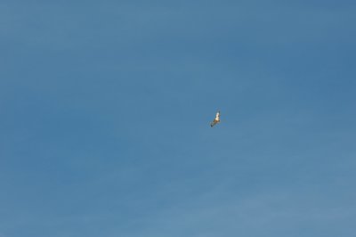 While it's important to watch where you step, keep your eyes peeled for birds overhead as well.  Here, a red tail hawk soars above the trail looking for food.
