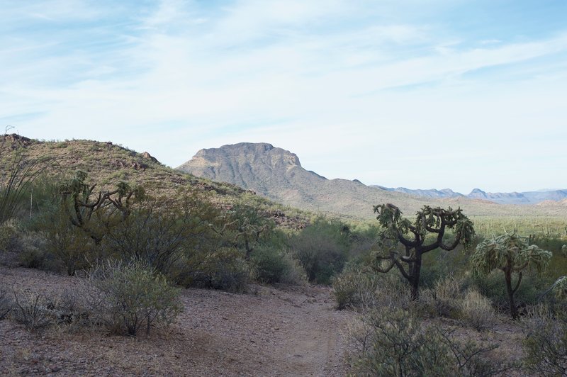 The Sonoran Desert spreads out before you, allowing you to see how green it really is.