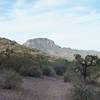 The Sonoran Desert spreads out before you, allowing you to see how green it really is.