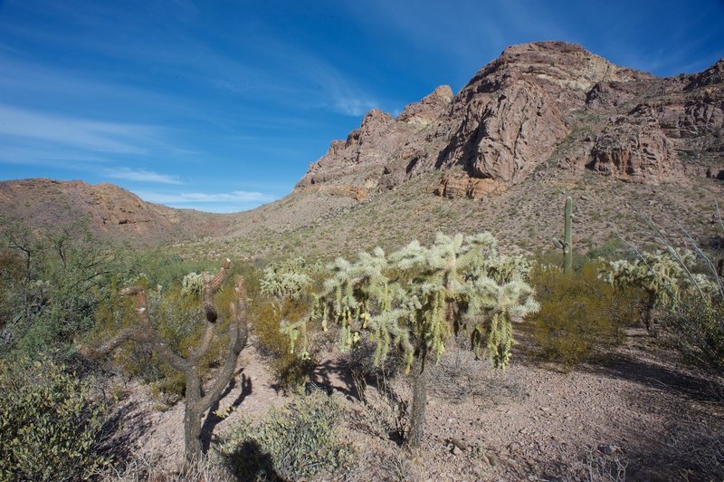 Cholla sit next to the trail as the mountains rise above the canyon.