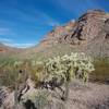 Cholla sit next to the trail as the mountains rise above the canyon.