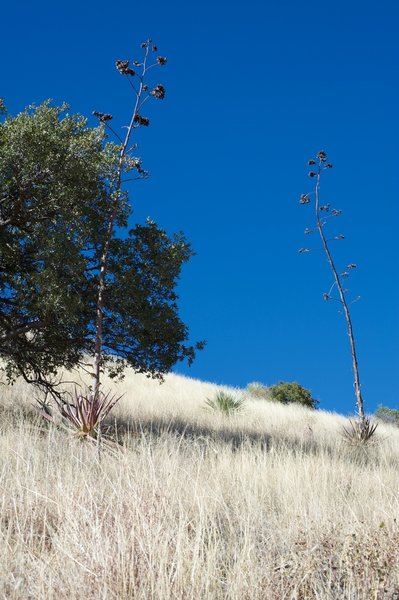 Agave plants sit on the hillside above the trail.