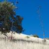 Agave plants sit on the hillside above the trail.