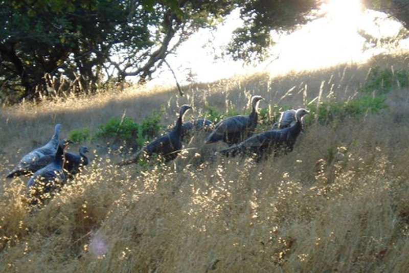 Turkeys along the Shoreline Trail