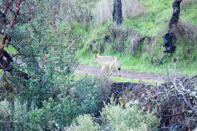 Coyote cruising on the Shoreline Trail