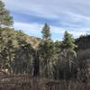 View back down Little Bonito Canyon