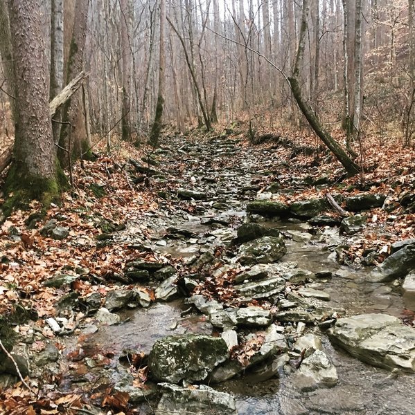 Headwaters of Tickey Fork