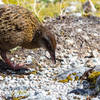 Weka - a playful bird.