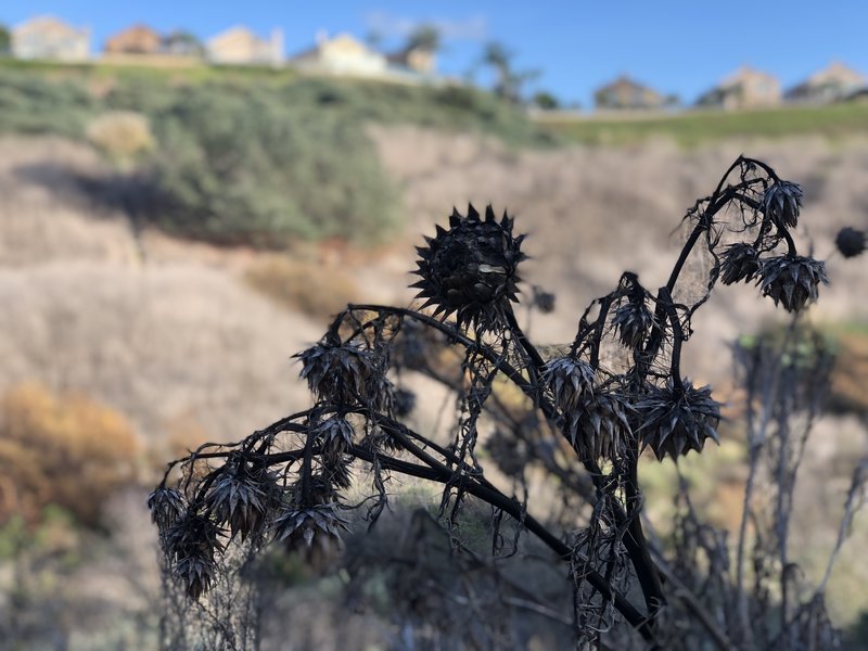 Plants on the trail