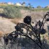 Plants on the trail