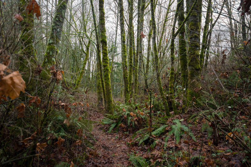 Close trees along the Quiet Rock Trail.