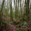 Close trees along the Quiet Rock Trail.