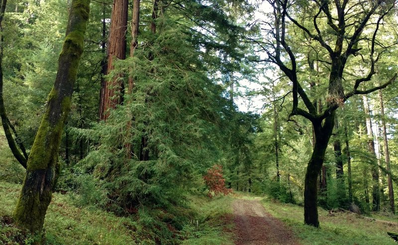 Redwoods, oaks, firs and other lush vegetation along Amaya Creek Road